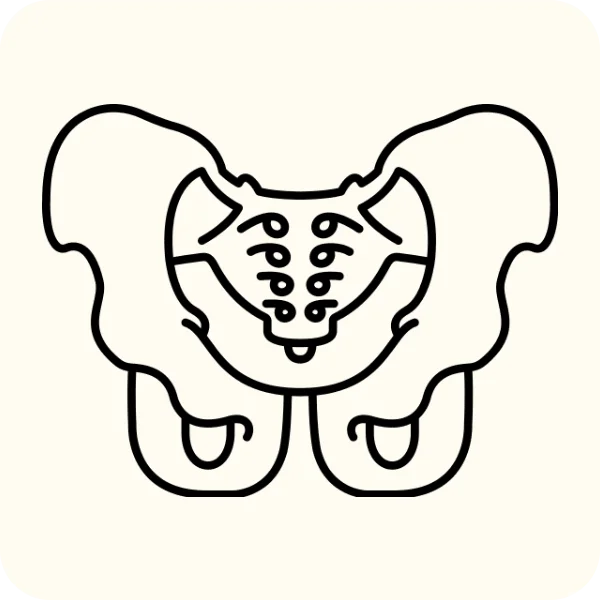 pelvis icon